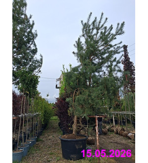Pinus sylvestris C 450 L